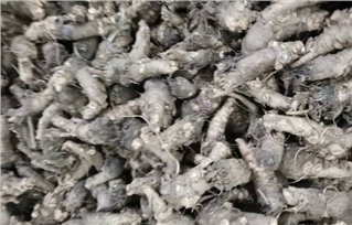 药材采挖最讲究时机和节气，当归啥好时候采收最合理？
