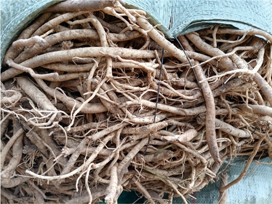就目前的中药材党参行情来看，如果收购党参鲜货是赚还是亏？