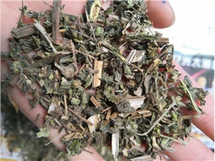 墨旱莲：中药材中的“黑马”