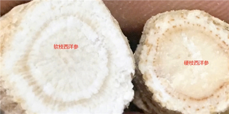 西洋参怎么买？为什么西洋参片越薄越好？
