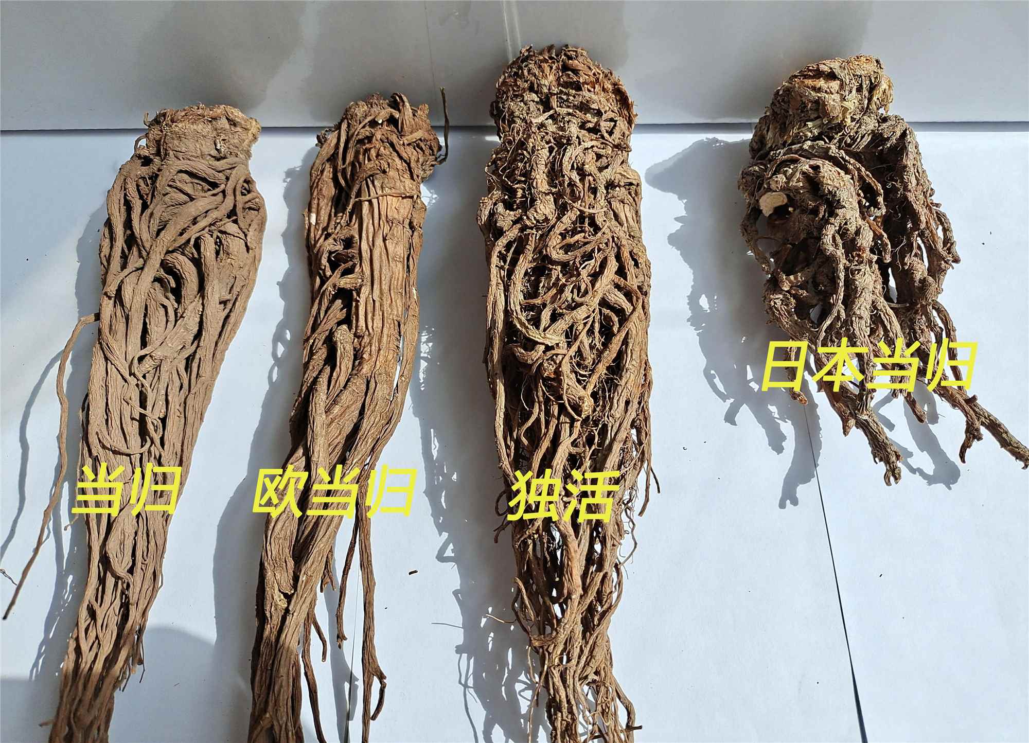 当归的易混品，你了解多少？