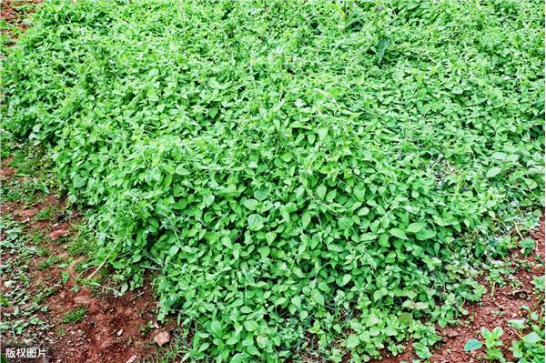 有机党参种植地块选择至定植工作