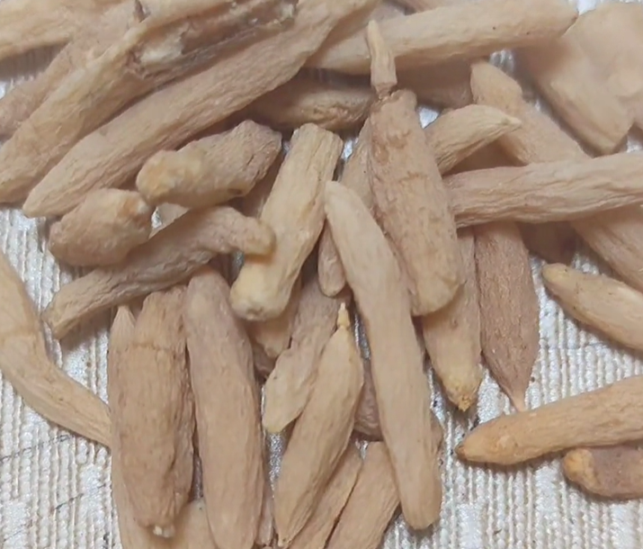 山麦冬2.png